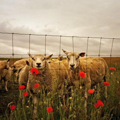 Lambs photo by TouTouke
